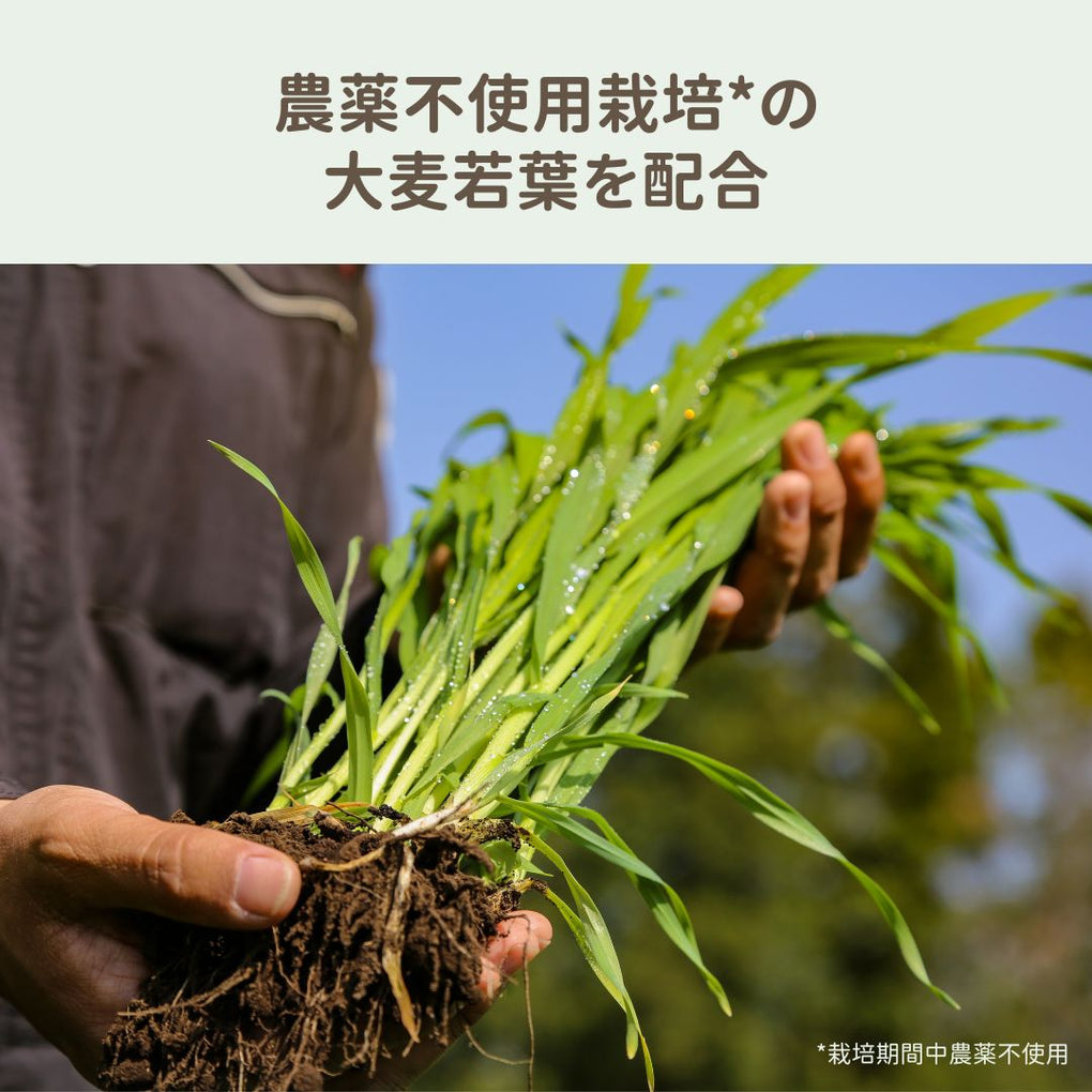 【Be】グリーン GF